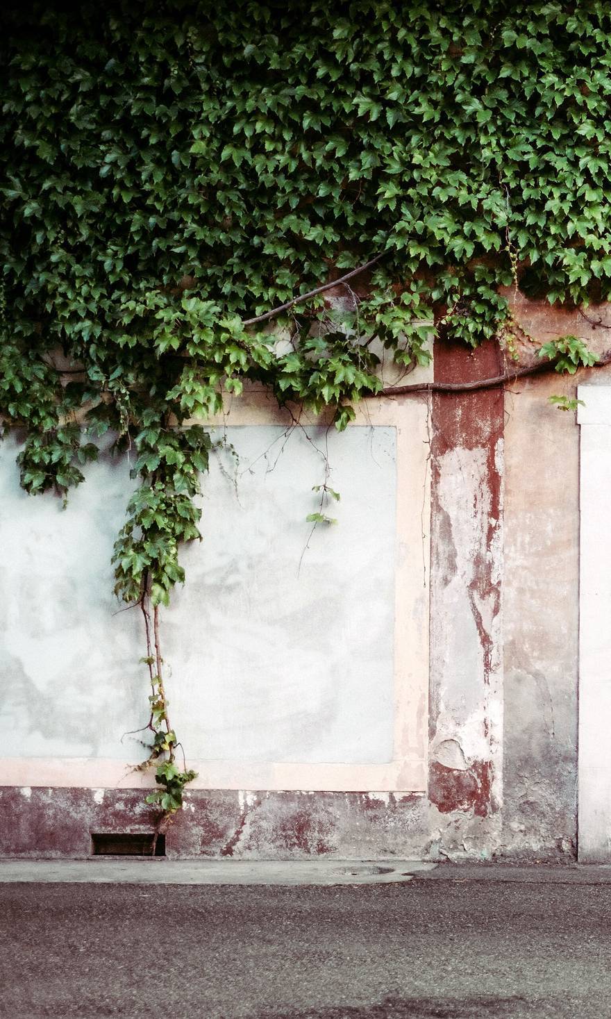 An old rendered stone building front overgrown with ivy, the render patched and repatched.